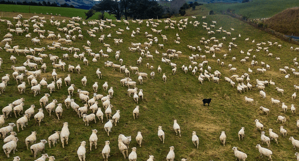 Black Sheep