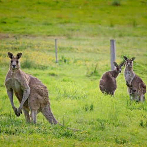 Kangaroos