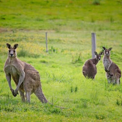 Kangaroos